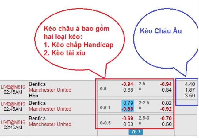 So sanh keo chau a vs keo chau au chi tiet hinh 1